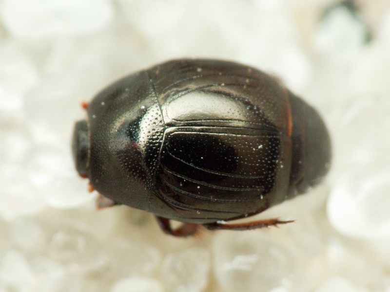 Histeridae Gyllenhal, 1808